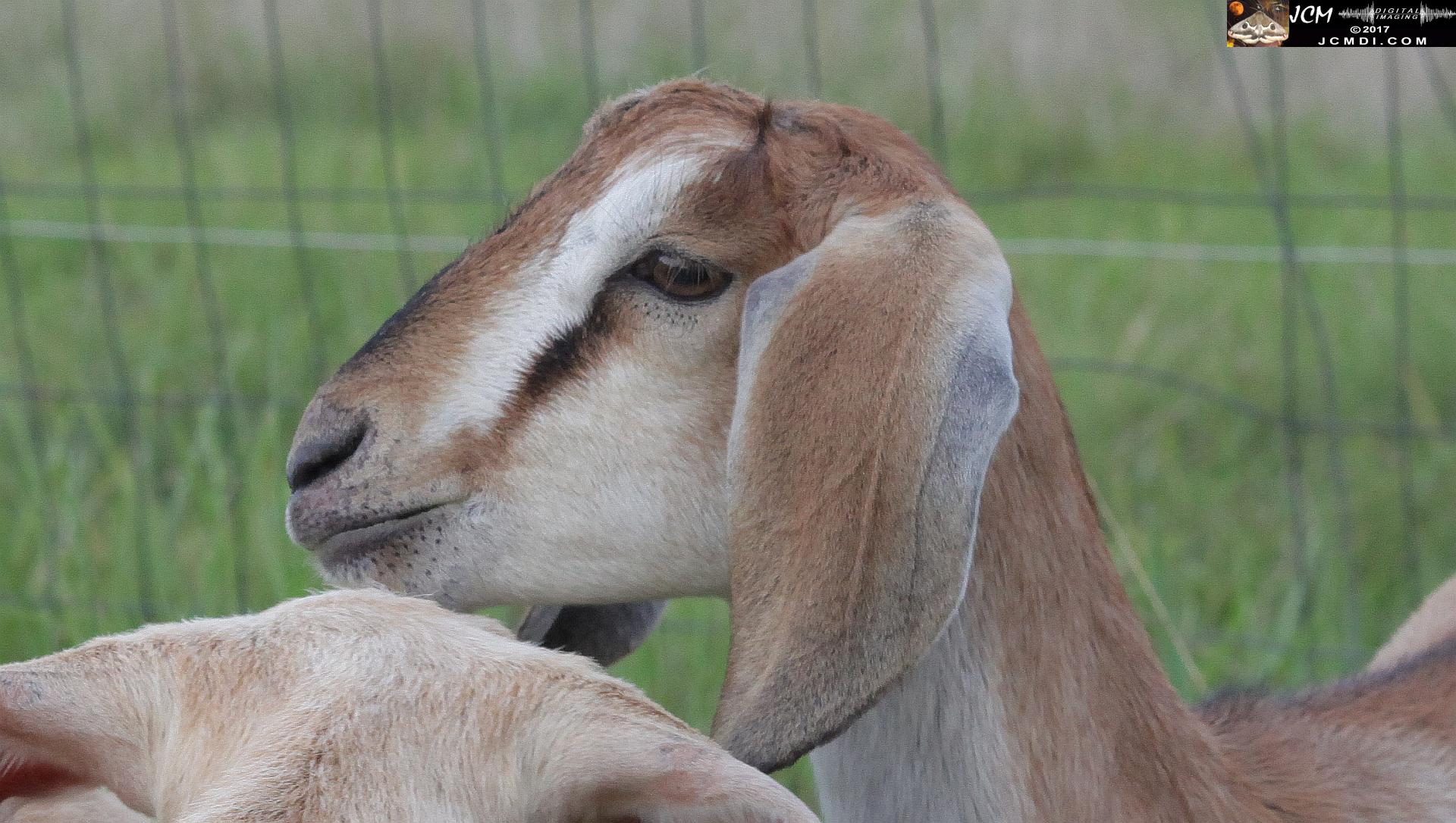 goats in pasture (close-up)